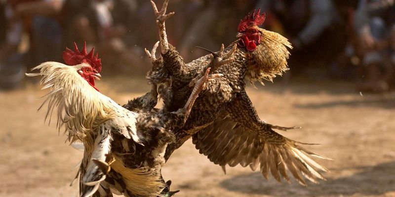 Giới thiệu về sảnh cược đá gà Bongvip uy tín hàng đầu Việt Nam